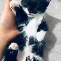 واگذاری بچه گربه نر