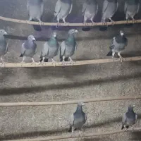 پلاکی آلمانی مسافتی
