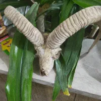 شاخ