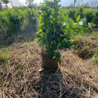 یاس سطل ۱۰ریشه پرس