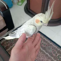 عروس هلندی دستی