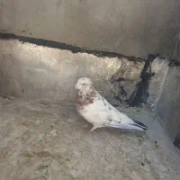 کبوتر سرور|پرنده|قم, عمار یاسر|دیوار