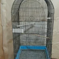 خریدوفروش پرندگان زینتی عروس هلندی گرینچیک برزیلی