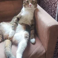 واگذاری گربه