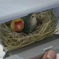 طوطی برزیلی|پرنده|کرمانشاه, |دیوار