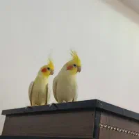 عروس هلندی جفت