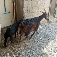 ۱راس بزوبزغاله قیمت۱۲میلیون۵۰۰