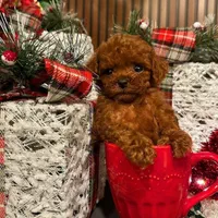 سگ توله تاینی توی پودل 65 روز وارداتی|سگ|تهران, سعادتآباد|دیوار