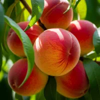 فروش نهال هلو زعفرانی ابدار شیرین