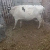 گاو یارانه ای معاوضه با حیوان حلال گوشت