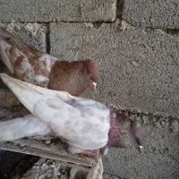 کبوتر|پرنده|سرپل ذهاب, |دیوار