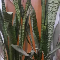 گل پتوس سانسوریایوکاکاج مطبق اشک ملکه برگ بیدی|گل و گیاه طبیعی|لنجان, |دیوار