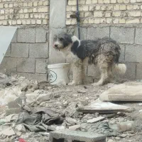 توله لاس ریشی|سگ|اصفهان, ملکشهر|دیوار