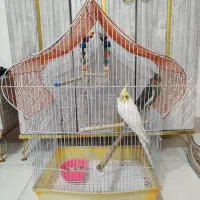 یه جفت عروس هلندی همراه قفس ۲۷۰۰