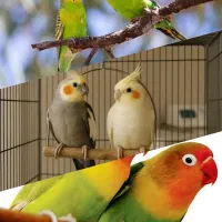 خریدار پرنده ی شما