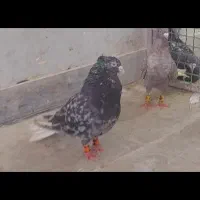 سرور دمسفید