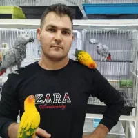 کاسکو خورشیدی گرینچیک در پرنده سرای ابوالفضل|پرنده|قائمشهر, |دیوار