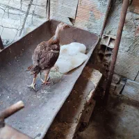 جوجه لاری و شناور ۷۰متری