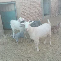 دو راس بز فروشی