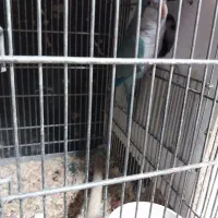 راهب|پرنده|رشت, جانبازان|دیوار