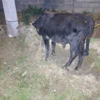 گاو نر دورک|حیوانات مزرعه|سیاهکل, |دیوار