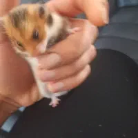 همستر خانگی