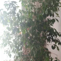 فروش گل بنجامین