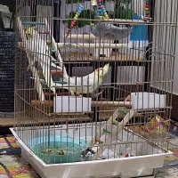 جفت عروس هلندی|پرنده|خرم‌آباد, |دیوار