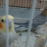 لوازم التحریر