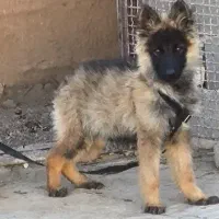 توله سگ ژرمن شپرد