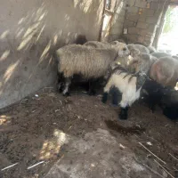 کهره داشتی
