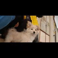 سگ‌ پاکوتاه