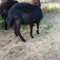 ۳عدد بره نر یک عدد ماده پای پروار
