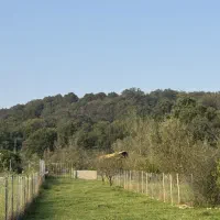 زمین داخل بافت نزدیک سه راه لفور