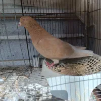 کفتر زرد دم سفید نر