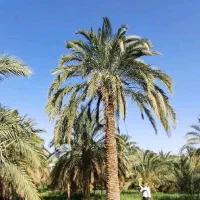زمین-باغی
