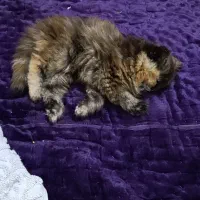 فروش بچه گربه ماده بانژاد بریتیش|گربه|تنکمان, |دیوار