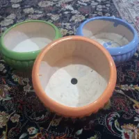 تنگ شیشه ای و گلدان سرامیک|گل و گیاه طبیعی|قم, آزادگان|دیوار