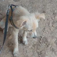 سگ پامرخرسی