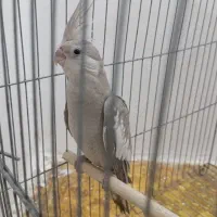 عروس هلندی