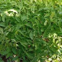 نشای گوجه بادمجان فلفل  بامیه