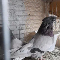 یک جفت کبوتر نوک قنار