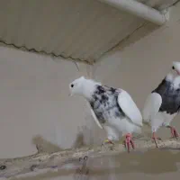 طوقی نر  درجه یک|پرنده|مسجد سلیمان, |دیوار