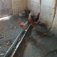 خروس‌محلی۸‌ماهه