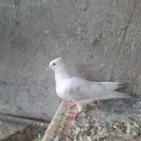 جوجه کفتر سفید اراکی|پرنده|شیراز, بعثت|دیوار