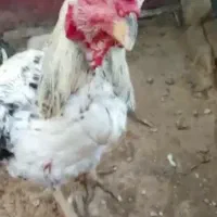 خروس فروشی ۳ندی معامله