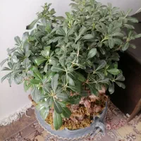 بونسای میخک