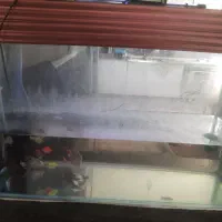 آکواریوم ۸۰*۶۰*۴۰ شرکتی شیشه خم ۸ میل