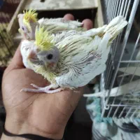 عروس سرلاکی