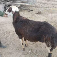 قوچ شیشک